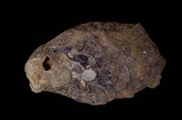 藏品(長牡蠣)的圖片